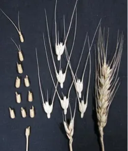 Figure 2. Linkage maps for the genes for bri�lerachis on the short arm of chromosome 3D of Aegilops tauschii (le�) and R-61 (right)