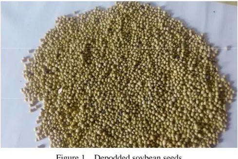 Figure 1  Depodded soybean seeds 