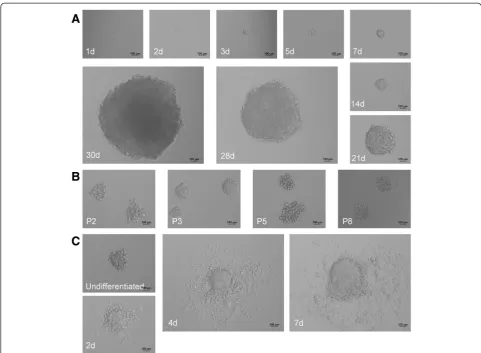 Figure 2 Morphology of MCSCs under serum-free medium and medium containing 10% fetal bovine serum (FBS)