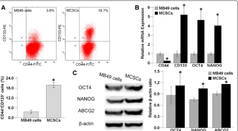 Figure 3 Comparison of specific markers in MCSCs and MB49 cells. (A) (up) In the fluorescence activated cell sorting analysis, the fraction ofCD44+ cells in MB49 cells is higher