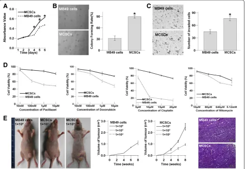 Figure 4 Functional characteristics comparison in MCSCs and MB49 cells. (A) Comparison of proliferative abilities