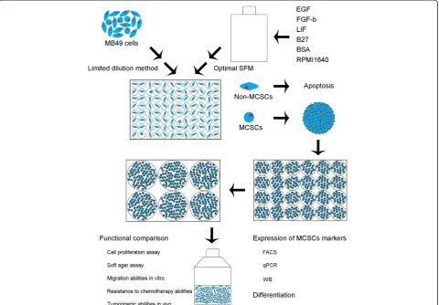 Figure 5 Diagram illustration to the proposed model for isolation of MCSCs by combination of limited dilution method and optimalSFM method.