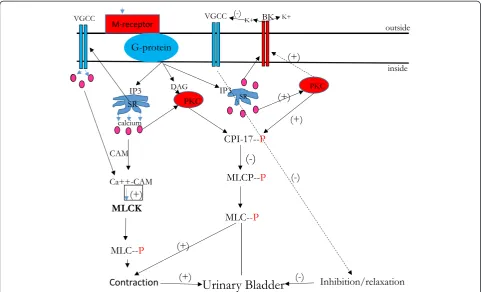 Fig. 2 Schematic presentation of the PKC signaling pathways involved in the regulation of urinary bladder function