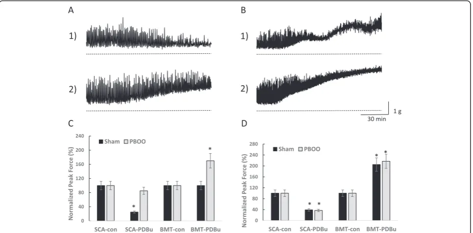Fig. 3 Low and high levels of PKC stimulation by PDBu differentially affect DSM tone and spontaneous contractions.strips showing the effect of low (20nM) PDBu stimulation on sham ( a Representative isolated muscleupper trace) and PBOO (lower trace) DSM str