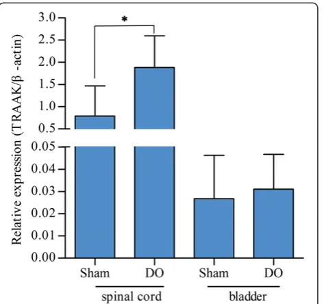 Fig. 2 TRAAK mRNA expression. TRAAK mRNA expression in theL6-S1 spinal cords and bladders of DO and sham-operated ratswere normalized to β-action