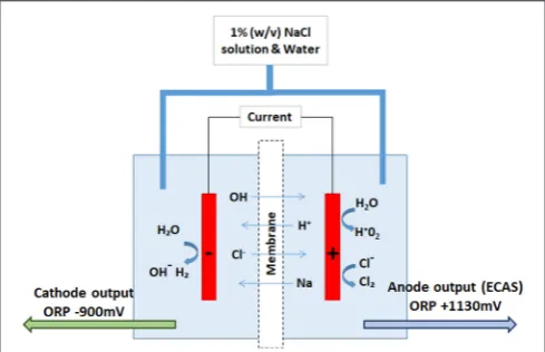 FIGURE 1 | Schematic of ECAS generation. A direct current is applied acrosstwo electrodes, an anode (+) and cathode (–) separated by a permeable ionexchange membrane, allowing constant perfusion of an electrolyte solution(1% w/v NaCl)