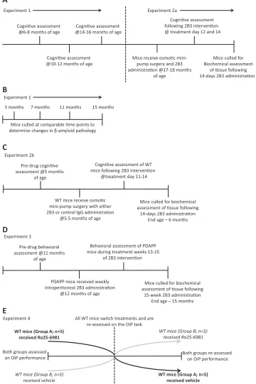 Figure 1. Schematic illustration detailing experimental designs used in this study. (A) Experiment 1 assessed cognitive performance (object-novelty and OiP performance) of PDAPP andnovelty, OiP, and foraging behavior tasks) at 11 months of age
