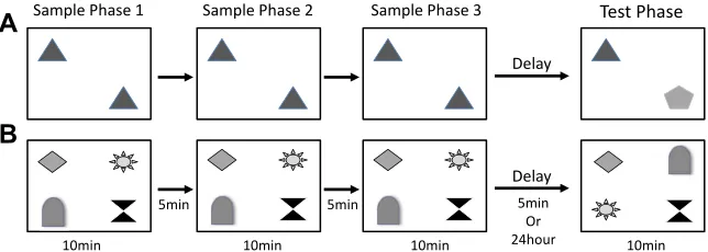 Figure 2. Schematic diagram illustrating object novelty and object-in-place recognition memory tasks