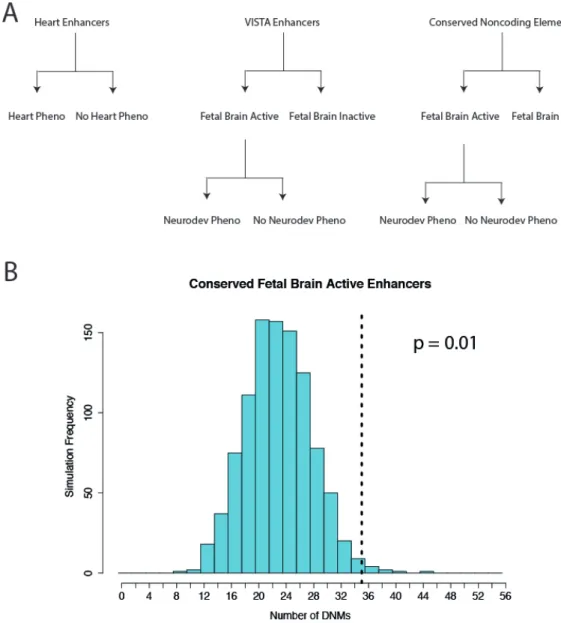 Figure 6 Hypothesis test enumeration and enrichment for mutations in highly conserved fetal  brain active enhancers