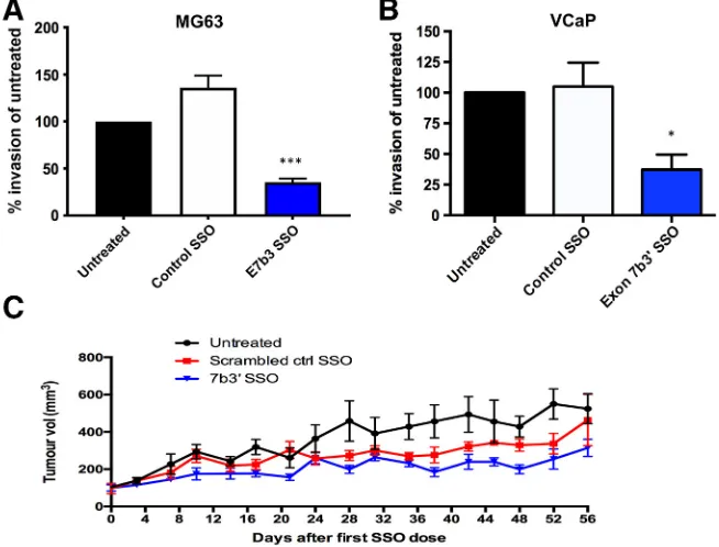 Figure 3. Effect of SSO-induced exon 7b skipping on cell proliferation (A,B) and apoptosis (C,D) in MG63 and VCaP cells