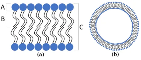 Fig. 1  Diagrams to demonstrate structure of a phospholipid bilayer head of the molecule; B: hydrophobic tail; C: bilayer unit
