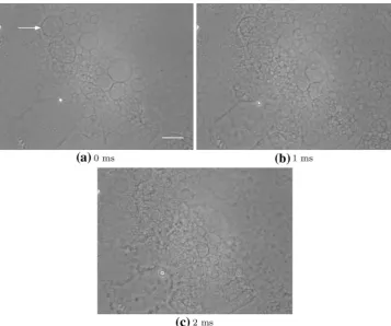 Fig. 5  Videomicrograph stills to show lysis of MVL external membranes. Several MVLs (one type 1a is arrowed in are shown at 1-ms intervals (cbrief DC pulse