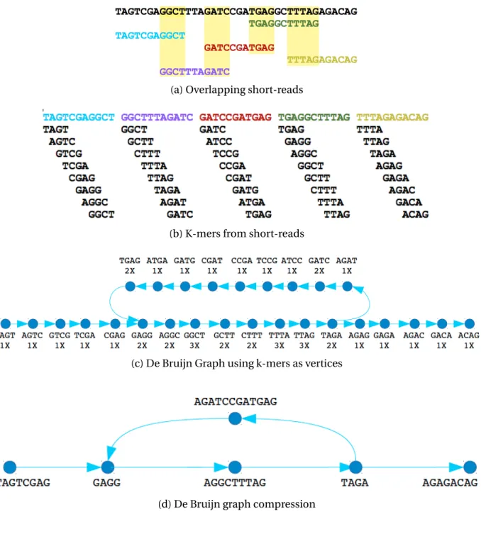 Figure 1.2. Overview of de Bruijn graph based assembly