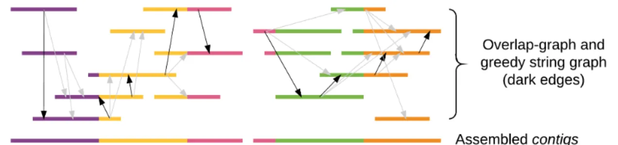 Figure 1.3. String graph-based assembly