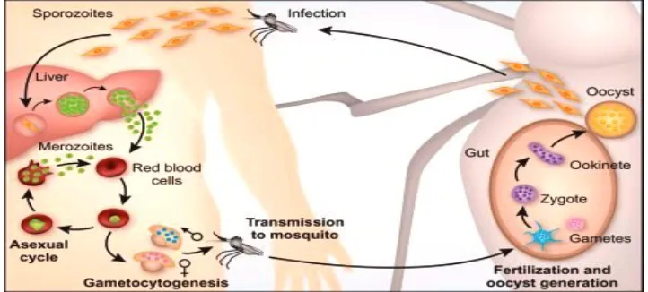 Figure. 2. Complex life cycle of malaria parasite [3] 