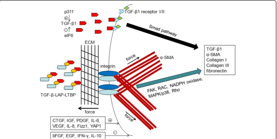 Fig. 1 The cytokines and mechanical environment contribute to myofibroblast contraction: The inflammatory factors and growth factors such asTGF-β1, CTGF, IGF, PDGF, VEGF, IL-6, IL-8, Fizz1, and YAP1 could upregulate the expression of TGF-β1, α-SMA, collage