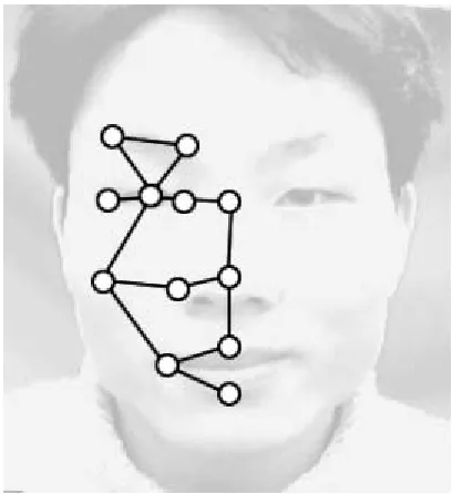 Figure 8. Fiducial points used from only one side of the face, connected by a face graph structure