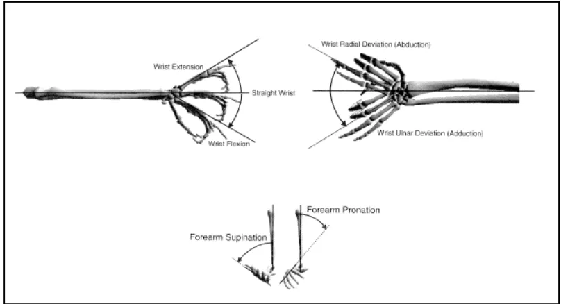 Figure 3.4: Angle Definitions for the Wrist and Forearm (Delleman, Haslegrave, & Chaffin, 2004)     