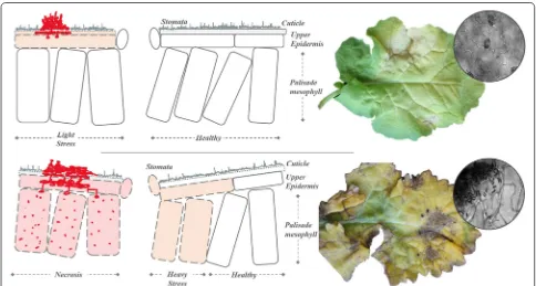 Fig. 1 Pathogen life-cycle evolution. Pyrenopeziza brassicae infection necrotic development on leaf tissue showing early phase senescence (top) and lesions from a late-stage sample (bottom) both showing a colour-coded stage of infection