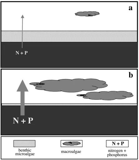 Fig. 1.2. Schematic diagrams of potential feedbacks existing between nutrient supply fromsediments and the biomass of benthic microalgae and macroalgae: (a) negligible release ofnitrogen (N) and phosphorus (P) to the water column, due to uptake and assimilation by benthicmicroalgae; as a result, macroalgal biomass is suppressed, and (b) substantial release of sedimentN and P, resulting from shading and inhibition of benthic microalgae; macroalgal growth isenhanced.