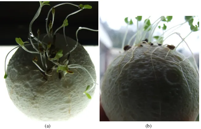 Fig. 4 Plant roots explore surface of 3D template of Moon. (a) Lettuce. (b) Basil.