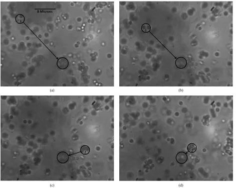 Figure 3. Frames showing the directional motion of polystyrene particles towards the trap position