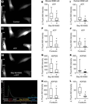 Figure 5. AC-cAMP signaling regulates bladder smooth muscle purinergic contractility through modulating downstream Cafluorescence in control bladder smooth muscle (BSM) cells