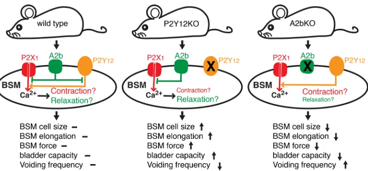 Figure 8. Feedforward and feedback interplay of P2Ymuscle cell function and overall bladder activity.12 and A2b signaling plays a key role in regulating bladder smooth  P2Y12 and A2b signaling oppositely modulate downstream AC-cAMP cascade and thus intrace