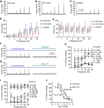Figure 4. Deletion of P2Ytive traces of bladder smooth muscle (BSM) contraction in response to electrical field stimulation (EFS) stimulation from wild-type (12 or A2b receptor result in altered bladder smooth muscle contractility by modulating AC-cAMP sig