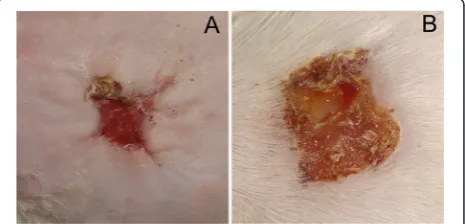Fig. 1 Mouse full-thickness wound model. a The two-woundround-wound model. The diameter of the wound was 0.4 cm.b The one-wound square-wound model