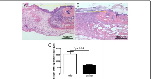 Fig. 6 The number of inflammatory cells was counted to evaluate the inflammatory response in the wounds of thegroup at day 7; inflammatory cells were highlighted (the control group than in the TWD group