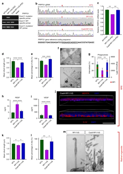 Fig. 7 Gene correction of PRPF31 mutation results in reversal of cellular and functional phenotypes in RPE and photoreceptors