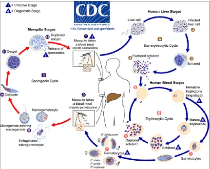 Figure 2: The life cycle of malaria (please see legend) 