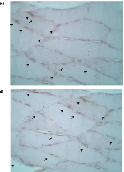 Figure 6. mg/kg BW) twice daily paniculata Immunohistochemical observation of GLUT4 expression in skeletal muscle of insulin resistant rats (high-fructose fat rats) after 5-days pretreatment with vehicle (a), ethanolic extract of Andrographis  (Burm
