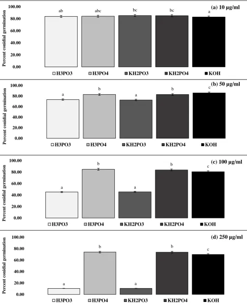 Figure 6 Effect of phosphite on germination of Microdochium nivale conidia.  Germination of M