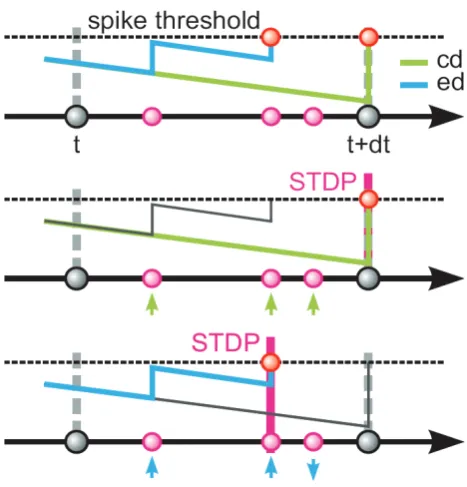 Figure 3.1-4 Dynamics in neuronal systems with STDP: impact of the simulation strategy (clock-driven: cd; event-driven: ed) on the facilitation and depression of synapses [1] 