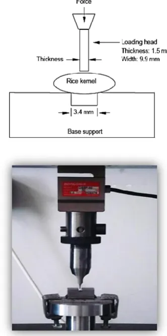 Figure 3  Loading probe, support and rice kernel 