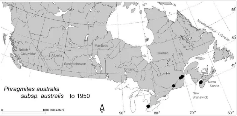 FIGURE 2. Distribution of the alien Phragmites australis subsp. australis in Canada up to 1950, showing the limited distri-bution anticipated for an introduced taxon, here largely limited to urban areas of introduction