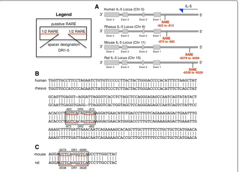 Figure 7 The human IL-5 promoter (0 to -1054) contains a putative retinoic acid response element (RARE)
