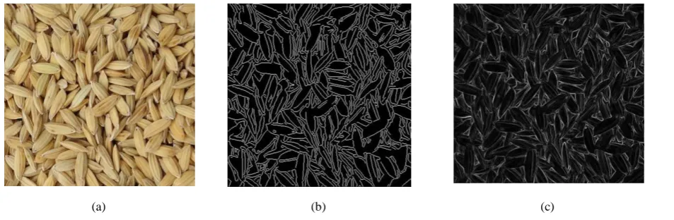 Figure 4 Bulk paddy images. 