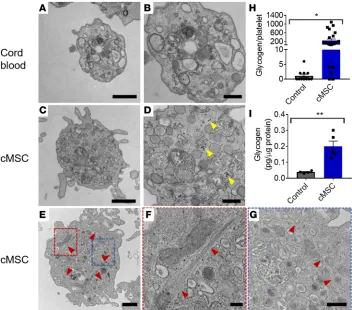 Figure 7. Generated platelets have a similar ultrastructure to primary platelets. (A–G) Representative transmission electron microscopy images of platelets from control cord blood platelets (A and B) and cMSC coculture group (C–G)