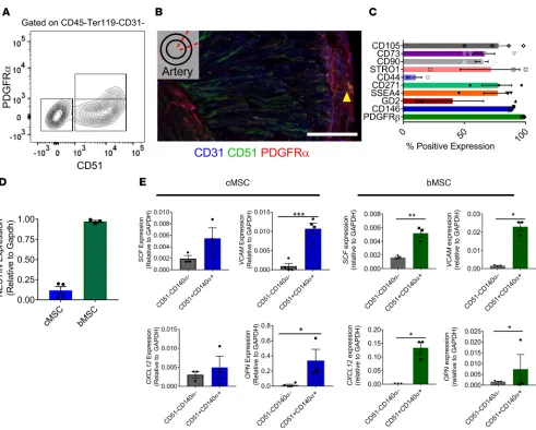 Figure 2. UC tissue stromal cell characterization. (for various cell surface markers associated with MSCs (CD105, CD73, CD90, Stro-1, CD44, CD271, CD146, and PDGFRGD2)