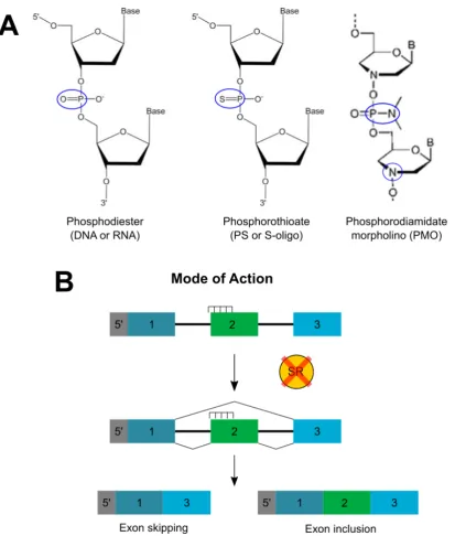 Figure 3.3 Antisense oligonucleotide chemistry and mode of action 