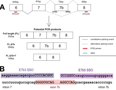 Figure 3.11 Schematic of ERG exon 7b splicing pattern and SSO sequences used in this study 