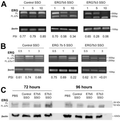 Figure 3.12 Titration of ERG exon 7b SSOs in MOLT4 and MG63 cells 