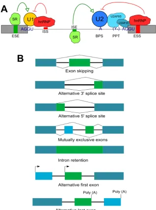 Figure 1.1 The regulation and patterns of alternative splicing (adapted from Park et al., 2018) 