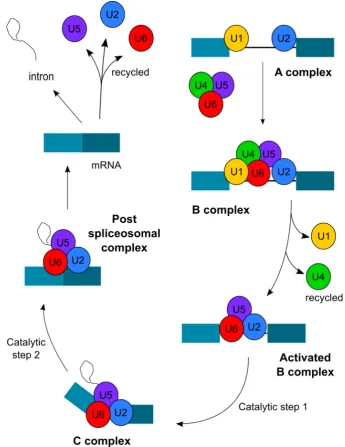 Figure 1.2 The splicing reaction 