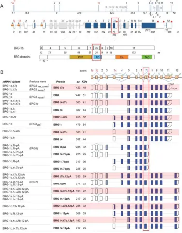 Figure 1.4 ERG: gene structure and isoforms (© Zammarchi et al., 2013) 