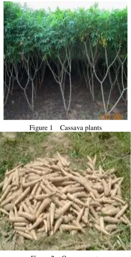 Figure 1  Cassava plants 