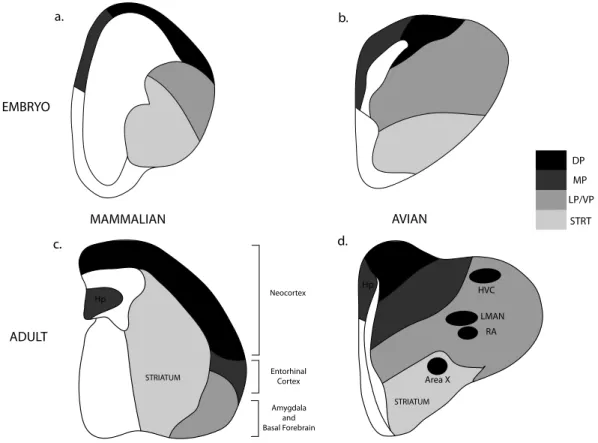 Figure  2.2  Schematic  of  transverse  sections  through  mammalian  and  avian  brains  at  two  stages of development (Modified from Fig.2, Medina, 2007) 
